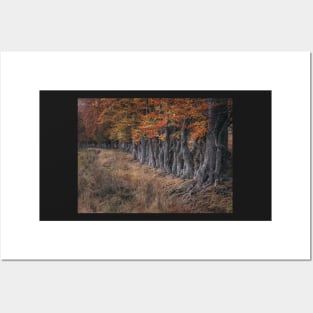 'By the Left, Quick March', autumnal beech trees, near Loch Rannoch. Posters and Art